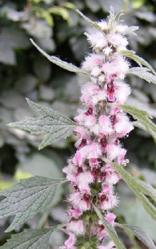 Echtes Herzgespann - ein weiterergebräuchlicher Name ist Schwanzchrut Heilpflanzen 