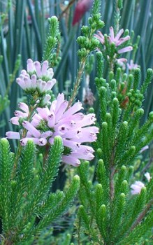 Erica verticellata in südafrikanischen Heimat, Blüte August und November Steingartenpflanzen 