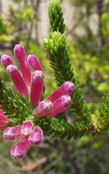 Erica verticellata in südafrikanischen Heimat, Blüte August und November Steingartenpflanzen 