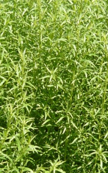 Estragon - Blüten abzupfen, dann wachsen die Blätter besser Kräutergarten Pflanzen 