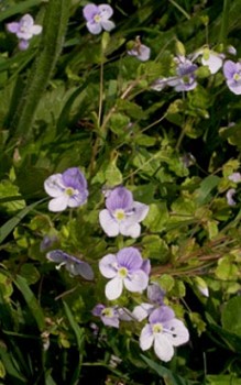 Fadenförmiger Ehrenpreis - ist äußerst anspruchslos und pflegeleicht Gartenstauden 