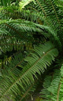 Farne als Zimmerpflanzen - mit einem Zerstäuber einnebeln, kalkfreies und abgekochtes Wasser Gräser und Farne 
