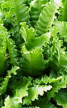 Farne als Zimmerpflanzen - mit einem Zerstäuber einnebeln, kalkfreies und abgekochtes Wasser Gräser und Farne 