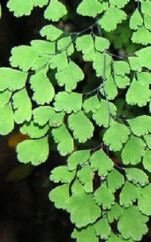 Farne als Zimmerpflanzen - mit einem Zerstäuber einnebeln, kalkfreies und abgekochtes Wasser Gräser und Farne 