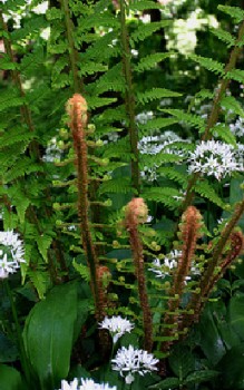 Pflege von Farnen - nach dem Winter werden abgestorbene Wedel entfernt Gräser und Farne 