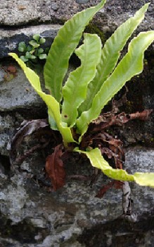 Pflege von Farnen - nach dem Winter werden abgestorbene Wedel entfernt Gräser und Farne 