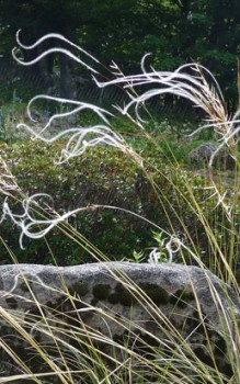 Federgras Pfriemengras - der Pflanzabstand untereinander sollte etwa 20 bis 30cm betragen Gräser und Farne 