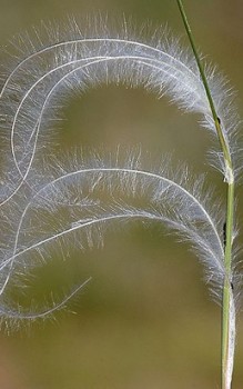 Federgras Pfriemengras - der Pflanzabstand untereinander sollte etwa 20 bis 30cm betragen Gräser und Farne 