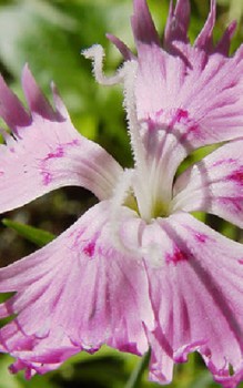 Federnelke - Fruchtkapseln enthalten kleine, schildförmige Samen Steingartenpflanzen