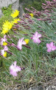 Federnelke - Fruchtkapseln enthalten kleine, schildförmige Samen Steingartenpflanzen 