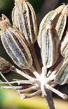 Fenchel Kräutergarten Pflanzen 