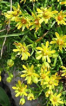 Fetthennen-Steinbrech Steingartenpflanzen 