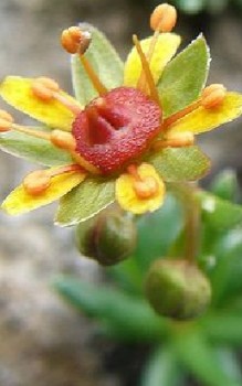 Fetthennen-Steinbrech Steingartenpflanzen 