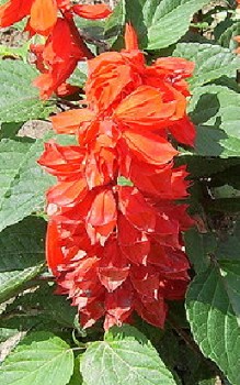 Feuer-Salbei Steingartenpflanzen 