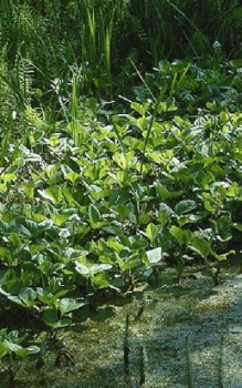 Fieberklee - Medizinische wertvolle Inhaltsstoffe benannte Menyanthin ein Bitterstoffglykosid Wasserpflanzen 