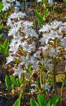 Fieberklee - Medizinische wertvolle Inhaltsstoffe benannte Menyanthin ein Bitterstoffglykosid Wasserpflanzen 