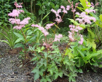 Filipendula multijuga Heilpflanzen 