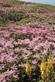 Filipendula multijuga Heilpflanzen