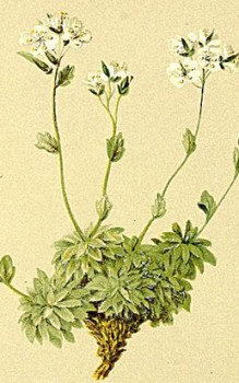 Filziges Hungerblümchen - die mehrjährige Staude wird zwischen 3 und maximal 12cm groß Steingartenpflanzen 