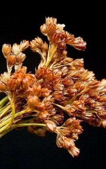 Flatterbinse - Blüten werden durch den Wind bestäubt Wasserpflanzen
