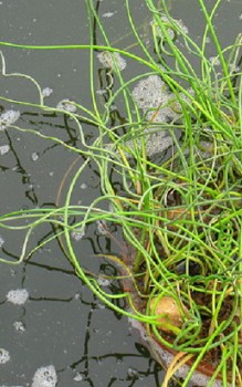 Flatterbinse - Blüten werden durch den Wind bestäubt Wasserpflanzen
