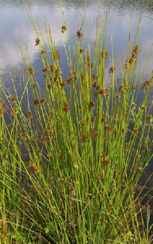 Flatterbinse - Blüten werden durch den Wind bestäubt Wasserpflanzen