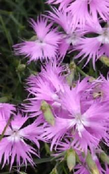 Fransen-Nelke Steingartenpflanzen 