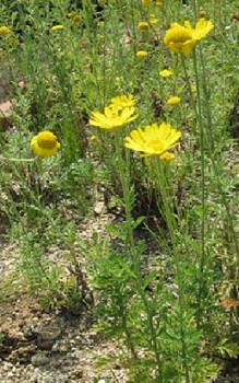 Färber Kamille - ist etwas empfindlich gegenüber Falschen Mehltau Gartenstauden