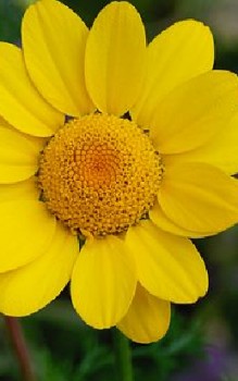 Färber Kamille - ist etwas empfindlich gegenüber Falschen Mehltau Gartenstauden