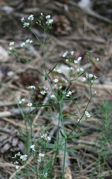 Färber Meister - ein mitteleuropäischer Verwandter des bekannteren Waldmeisters Mauerbepflanzung