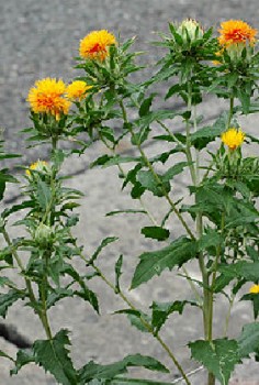 Färberdistel Kräutergarten Pflanzen 