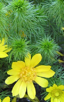 Frühlings Adonisröschen Steingartenpflanzen 
