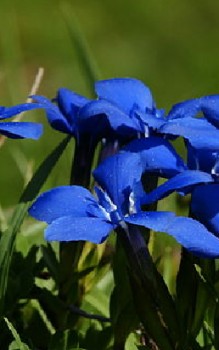 Frühlings- Enzian Steingartenpflanzen 