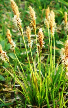 Frühlings Segge Gras - der gesamte Blütenstand ist etwa 3cm lang Gräser und Farne