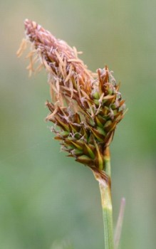 Frühlings Segge Gras - der gesamte Blütenstand ist etwa 3cm lang Gräser und Farne