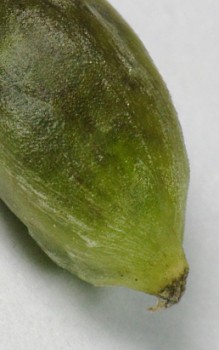 Froschbiss Wasserpflanzen