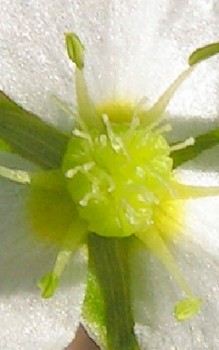 Froschlöffel Wasserpflanzen 