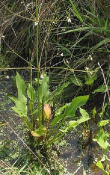Froschlöffel Wasserpflanzen 