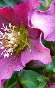 Garten Christrose Steingartenpflanzen