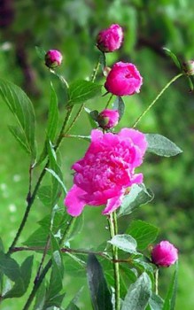 Garten-Pfingstrose - Die Wurzeln sollten dabei aber nicht zu tief gesetzt werden Gartenstauden 