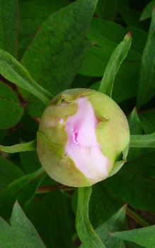 Garten-Pfingstrose - Die Wurzeln sollten dabei aber nicht zu tief gesetzt werden Gartenstauden 