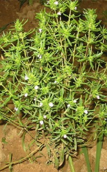 Gartenbohnenkraut Kräutergarten Pflanzen