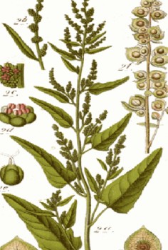 Gartenmelde Kräutergarten Pflanzen