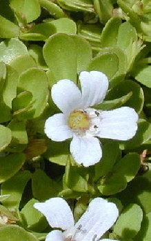 Gedächtniskraut oder Brahmi Heilpflanzen 