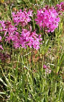 Geöhnliche Pech-Nelke Steingartenpflanzen 