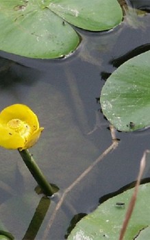 Gelbe Teichrose Wasserpflanzen 