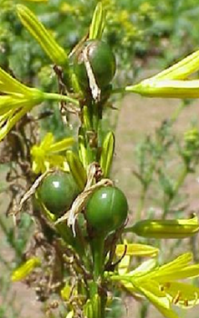 Gelber Affodill- mit etwas Blumen-Flüssigdünger im Gießwasser düngen Gartenstauden 
