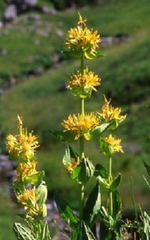 Gelber Enzian Steingartenpflanzen