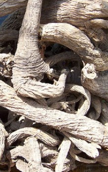 Gelber Enzian Steingartenpflanzen 