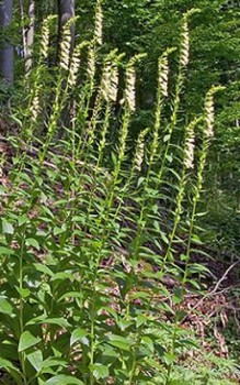 Gelber Fingerhut - stark giftig sollte nur mit Handschuhen angefasst werden Gartenstauden 